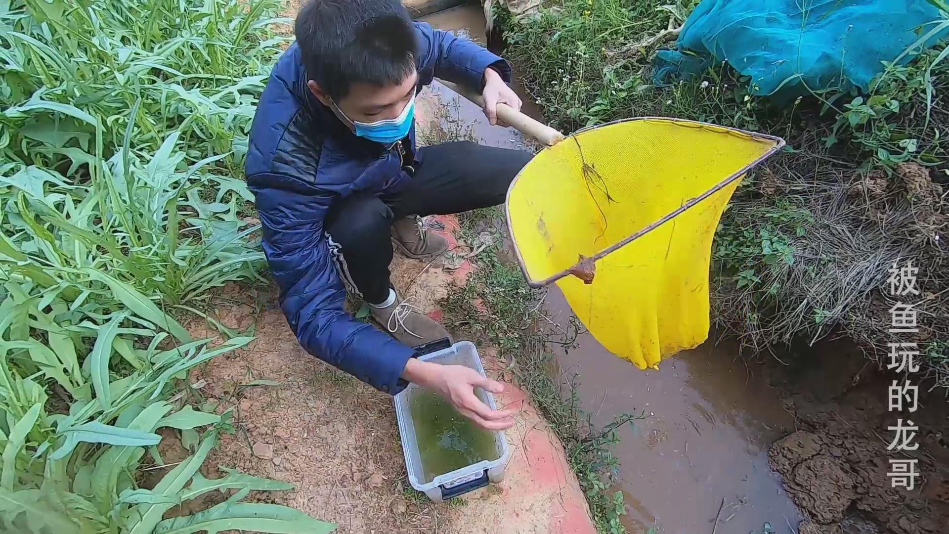 野外抓食蚊鱼,市场上卖20块一斤?农村的水沟里到处都是!